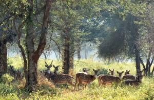 Chinkara - Spotted Deer