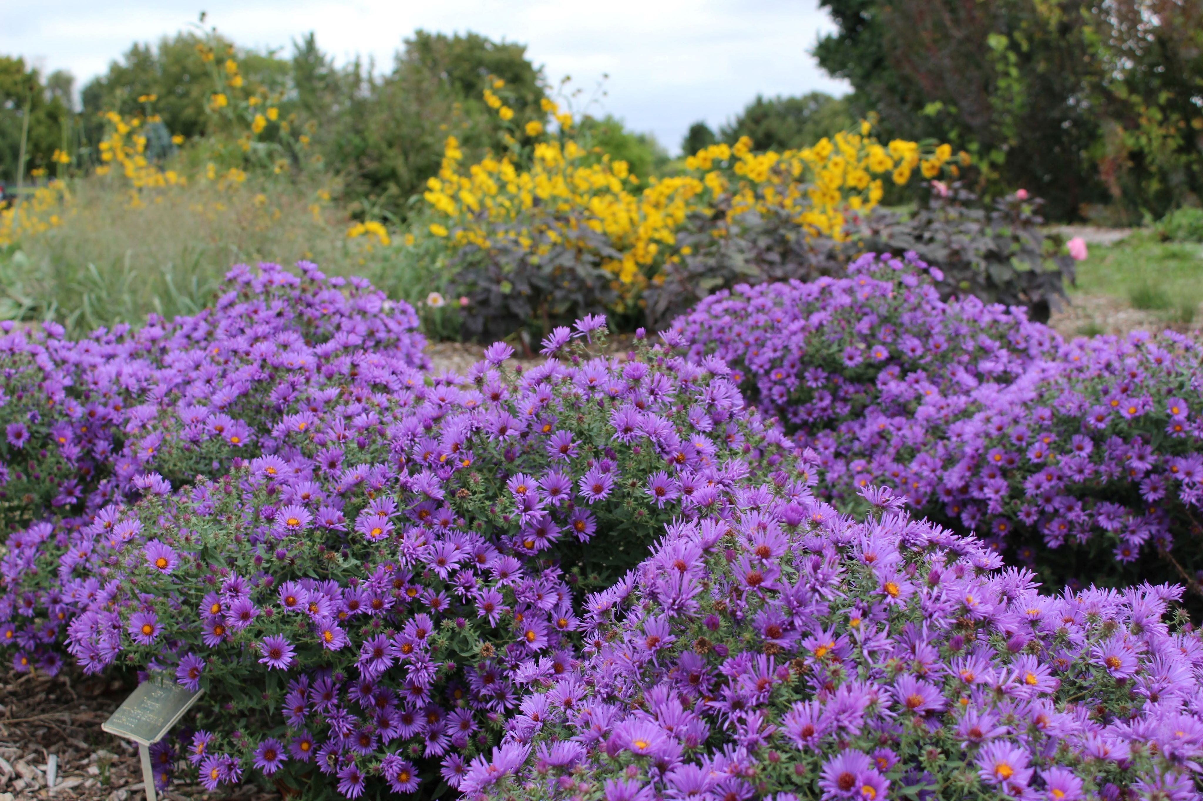 “Trial by Fire” for Perennials, Shrubs and Trees at Iowa Arboretum