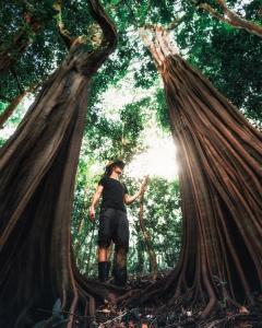 Amazon Rainforest Photo by Lucas Guerra