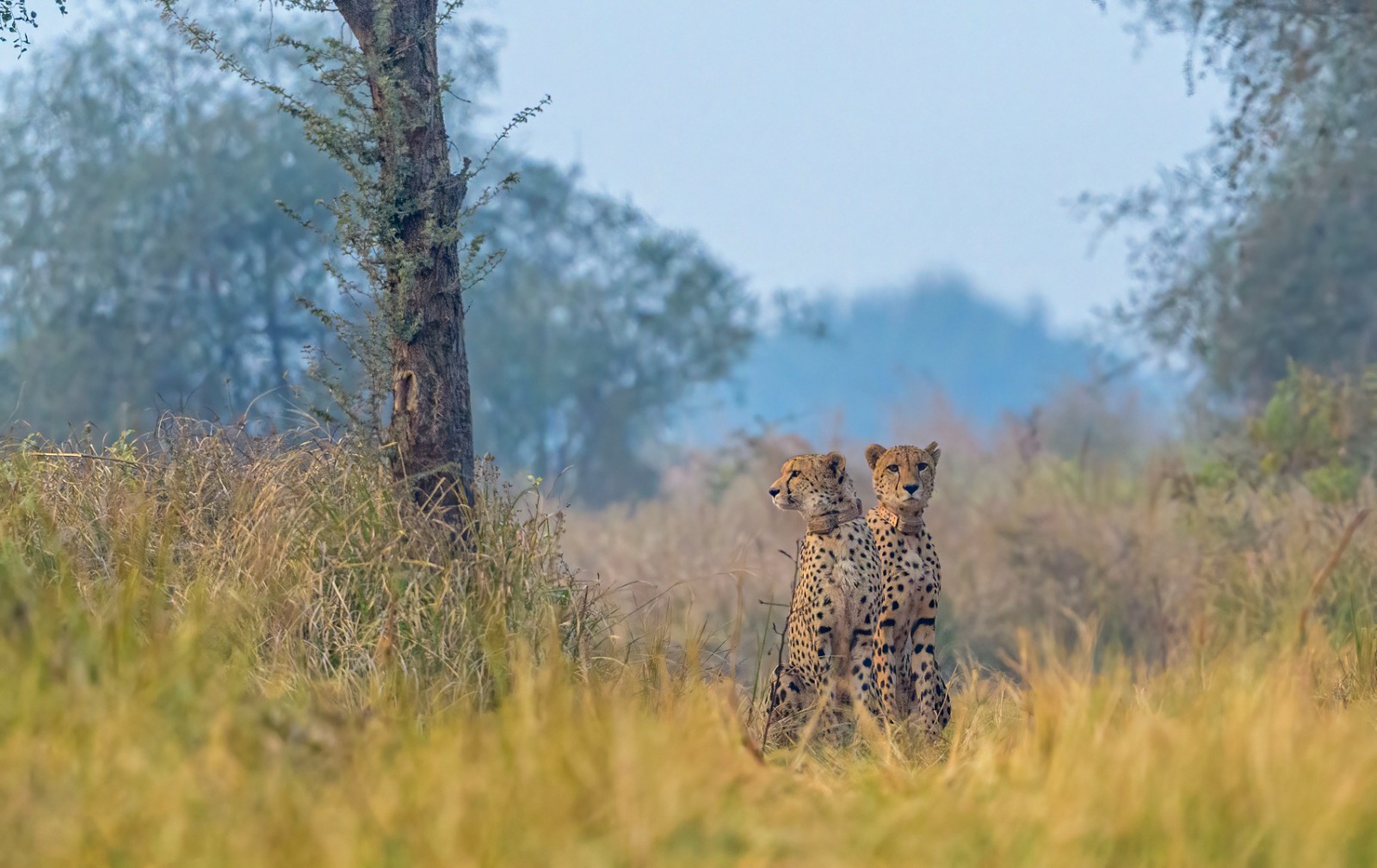 Kuno National Park Welcomes Three New Cubs: Asha, the Namibian Cheetah ...