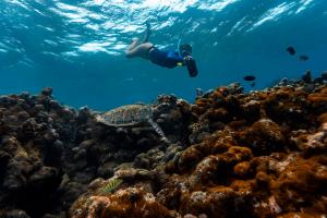Reef Dive