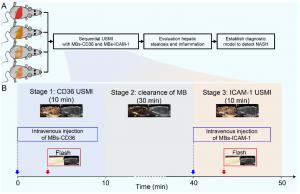 ANIMAL STUDY FLOWCHART AND SCHEMATIC ILLUSTRATION OF SEQUENTIAL USMI.