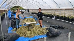 Invasive Guinea Grass