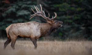 elk hunting