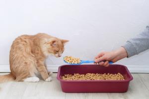 Cat Litter Market Trend