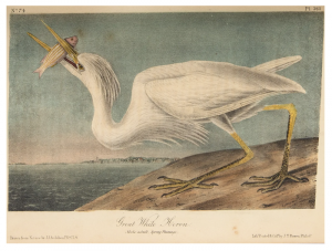 Audubon's Birds of America