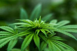 Legal Marijuana Market Report