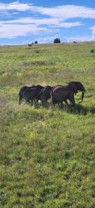 Elephants roam freely