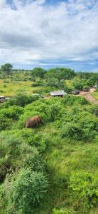 Collaring Elephants