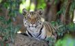 Panna Tiger Reserve: A Conservation Journey from Local Extinction to Global Recognition