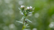 New Study Finds Ahiflower® Omega-3 Oil Comparable to Fish Oil for Cardiometabolic & Vascular Health