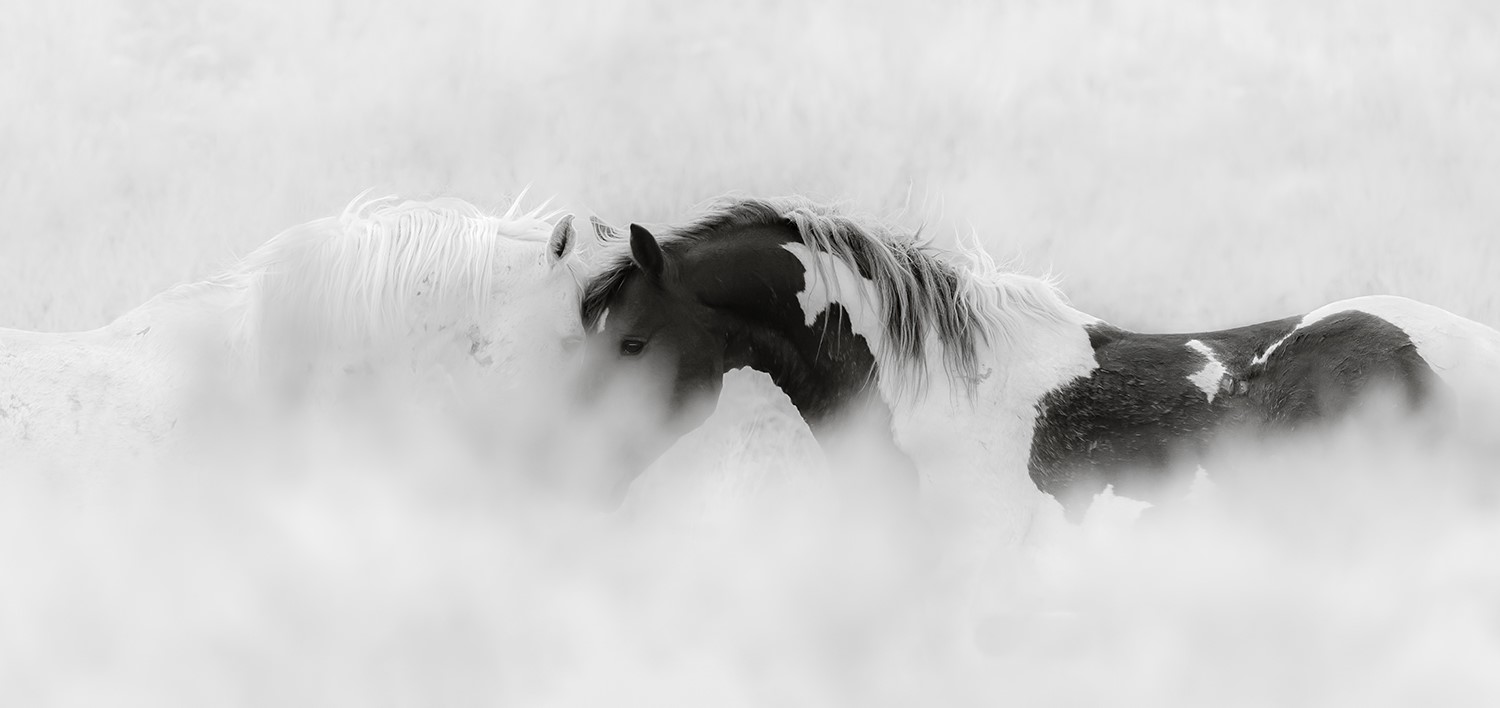 Neoque Magazine Features Equine Photographer Maria Marriott’s New Work ...