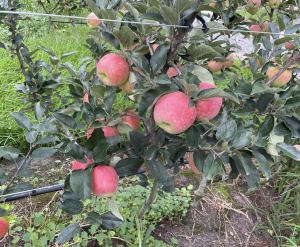 Ambrosia apples ready to harvest