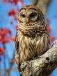 20 Members of Congress Tell Interior Secretary to Suspend Billion-Dollar Plan to Kill Half a Million Barred Owls