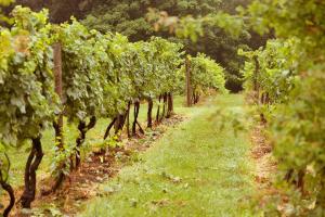 Grapevines in Virginia Wine Country