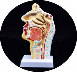 Nasal / throat anatomy