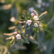 New Research Discovers How Ahiflower® Oil Helps Fuel Healthy Brain Development 
