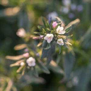 Close up of Ahiflower - blue/pink flowering