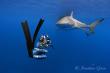 Citizen Scientist photographing and monitoring a silky shark in the Galápagos Islands