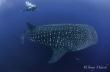 Diver filming adult whale shark with GoPro supporting a Citizen Science program in Darwin Arch, Galapagos Islands