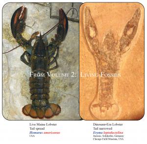 Photo of fossil lobster found next to dinosaur and modern lobster but both look the same.