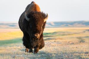 Photo of an American Bison in spring.