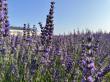 Hereward Farms Sets a Standard for Sustainability in Canadian Agriculture and Clean Beauty