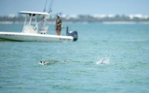 Captiva's South Seas Tarpon Tournament