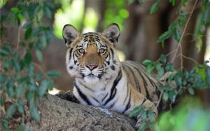 Tiger Panna National Park