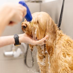 Dog Getting a Bath