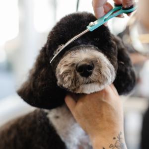 Dog Getting Haircut