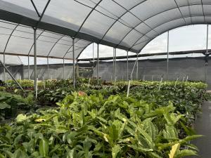 Plant Proper Shipping Hoop House in the Redlands in Homestead, Florida