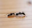 Unprecedented Surge in Ant Infestations Reported Across Virginia Beach and Chesapeake