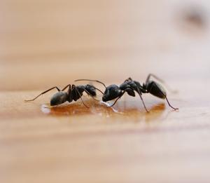 Ants Nesting in Kitchen