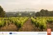 D.O. Cava to showcase European leadership, gastronomic versatility and Sustainability at TEXSOM 2026