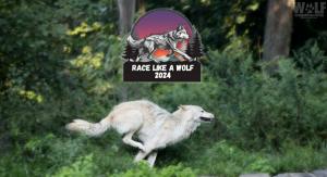 Gray wolf running underneath the Race Like A Wolf logo