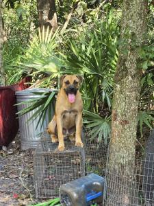 Large brown dog sitting on top of a trap while volunteers are attempting to crate the dogs for transport.