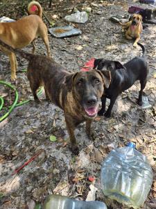 Dogs waiting among debris while volunteers are attempting to crate the dogs for transport.