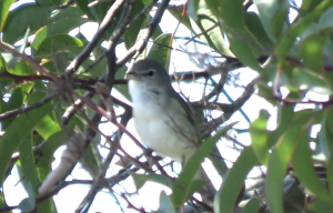  Least Bell’s Vireo - Vireo bellii pusillus - would be impacted