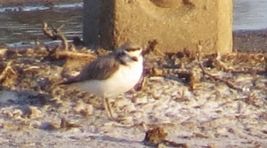 Western Snowy Plover - Charadrius nivosus