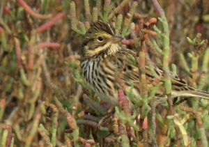 Belding’s Savannah Sparrow