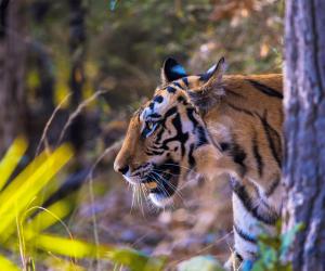 Satpura National Park