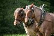 American Equine Awareness Honors Horses That Helped Build America on Labor Day