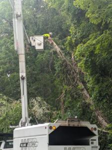 Williams Tree Company crew clearing tree debris from a residential street in Bloomington, IN, following a major windstorm in July 2024