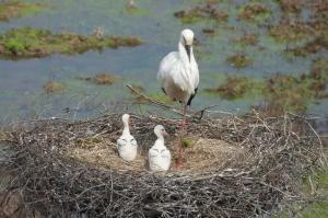 Oriental White Stork-watching during mating season