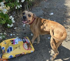 Dog with donated pet food