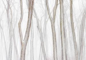 Winning photograph of cottonwood trees in winter from the Natural Landscape Photography Awards photographer of the year, Andrew Mielzynski.