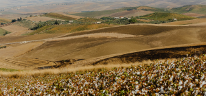 Image showing Italian cotton field with hills in the background