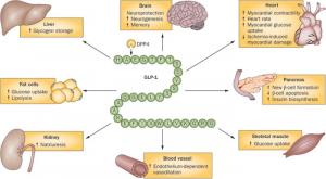 GLP-1 Receptor Agonist Market Analysis 2024