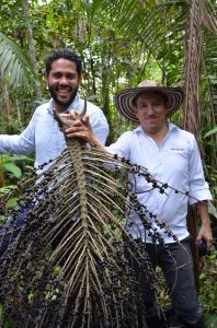 Açaí cultivation in Colombia, Edgar Montenegro, CEO of Amapuri, showcases the potential of Colombian açaí